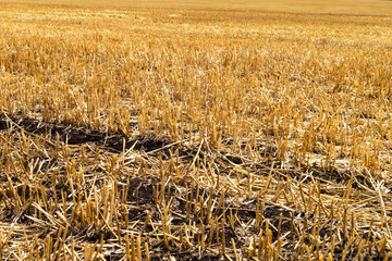 The remains of wheat ears of Golden color in the field after harvest.