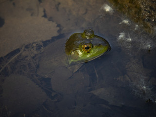 Cute little green frog in water