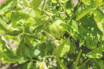 Green tomato on bush