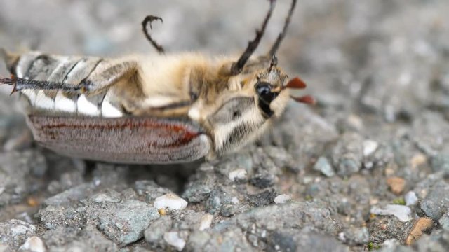 May-Bug Images – Browse 1,924 Stock Photos, Vectors, and Video | Adobe ...