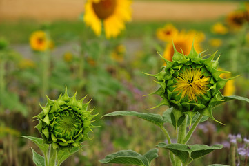 buds of sunflowers in field
