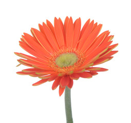 orange gerber