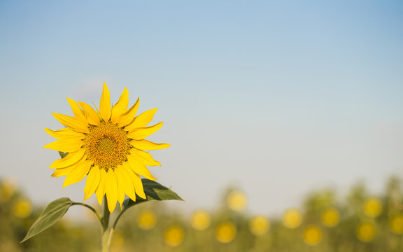 Beautiful background with close up picture of colorful yellow sunflower in golden hour sunlight with free empty space. Agricultural landscape with blue sky. Great for invitation card on summer party.