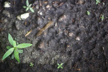 Dirt