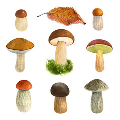 Mushrooms watercolor illustration 