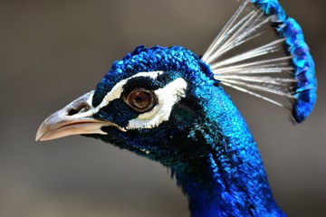 Close up head shot of a peacock