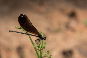 Green Ebony Jewelwing Damselfly Macro on Green Sprout