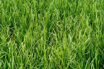 Ornament green gras carex on water.