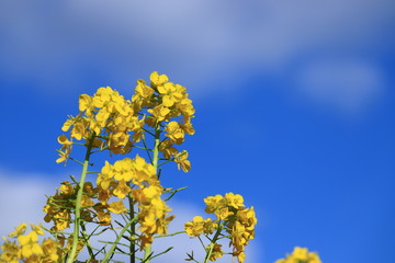 菜の花畑