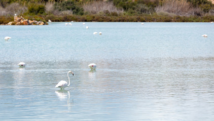 flamingos in Calpe