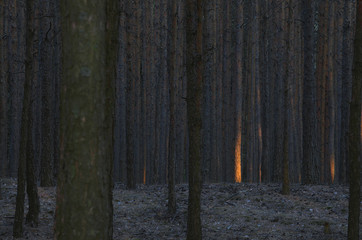 Wybraniec © Tomek Kiecana