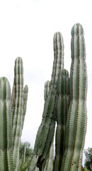Cactus Plants