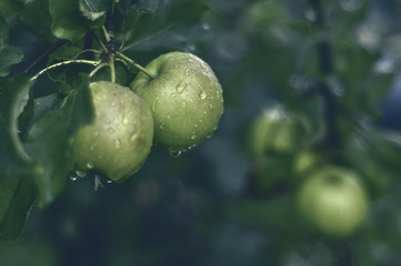 Jabłka na jabłoni po deszczu - obrazy, fototapety, plakaty