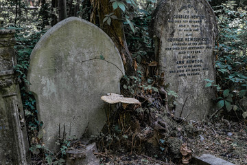 A mushroom growing between old graves