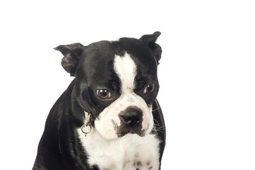 Cute Boston Terrier dog 