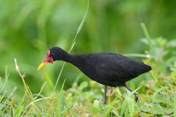 Wattled Jacana (Jacana jacana)