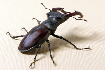 Beetle Lucanus cervus

