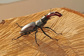 Beetle Lucanus cervus
