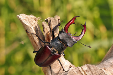 Stag beetle (Lucanus cervus) sitting on tree. Imago, fauna.
