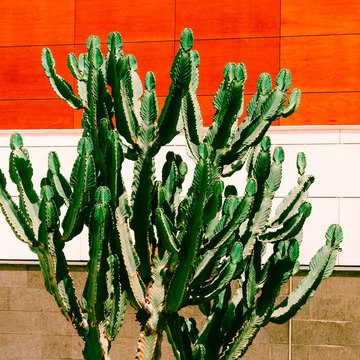 Cactus. Cactus lover. Minimalism in the city