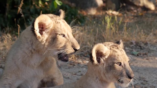 lion cubs playing in the sun