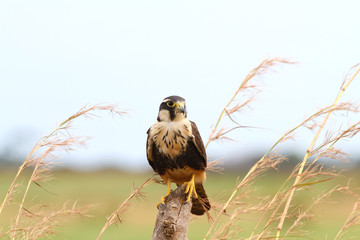 Aplomado Falcon © cratervalley