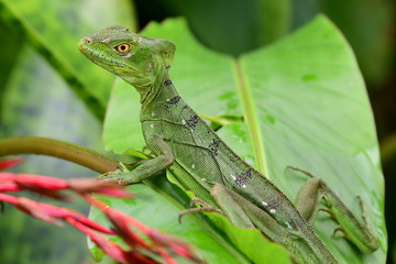 plumed basilisk (Basiliscus plumifrons)