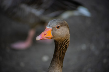 Goosehead 1