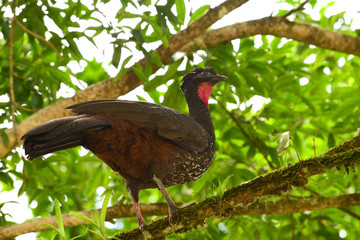 Crested Guan (Penelope purpurascens)