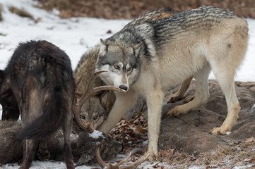 Naklejka na ściany i meble Grey Wolf (Canis lupus) Sniffs at White-Tail Deer Antler
