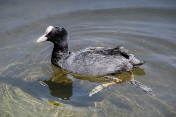 Another bird in the waters