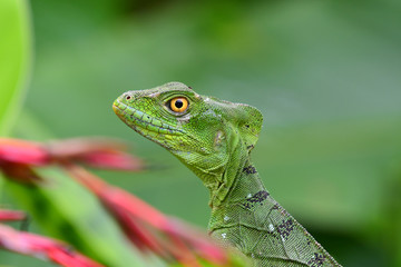 plumed basilisk (Basiliscus plumifrons)