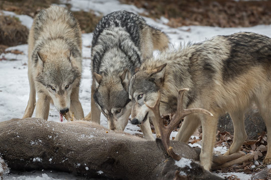 Grey Wolves (Canis lupus) Pull Meat From White-Tail Deer