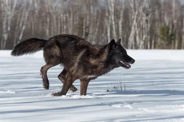 Poster Loup Le loup gris de la phase noire (Canis lupus) tourne à droite dans le champ neigeux