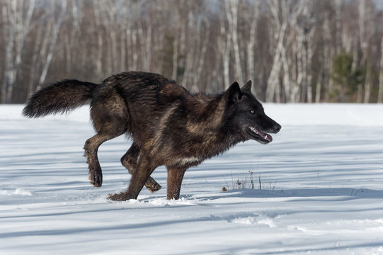 Fototapeta Black Phase Grey Wolf (Canis lupus) Runs Right in Snowy Field