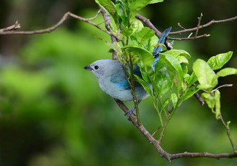 Blue-gray Tanager