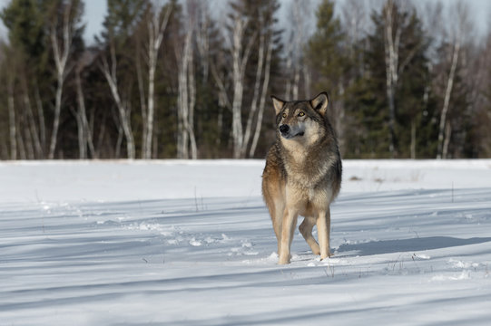 Grey Wolf (Canis lupus) Looks Up in Field