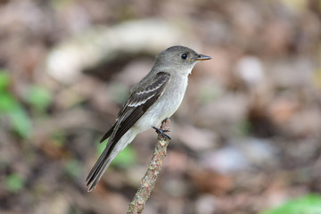 Eastern Wood Pewee (Contopus virens)