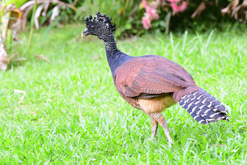 Great Curassow Female