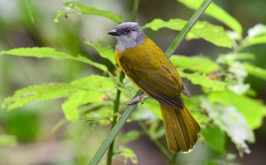 Grey-headed Tanager (Eucometis penicillata)