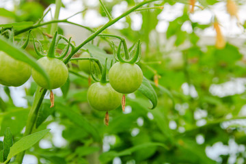 green tomatoes ripen on a Bush in a greenhouse