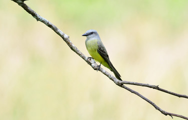 Tropical Kingbird