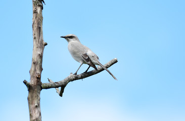 Tropical mockingbird perched on a tree branch