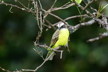 vermilion-crowned flycatcher (Myiozetetes similis)