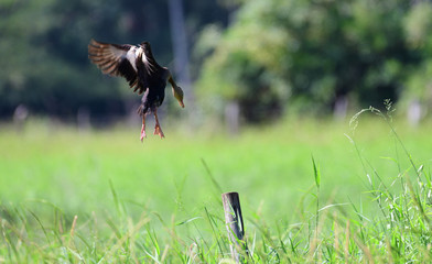 Black-bellied Whistling Duck (Dendrocygna autumnalis)