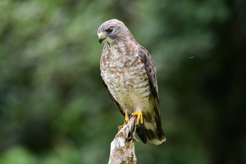 Broad-winged Hawk (Buteo platypterus)