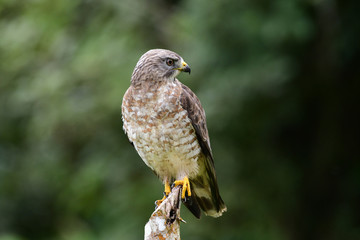 Broad-winged Hawk (Buteo platypterus)
