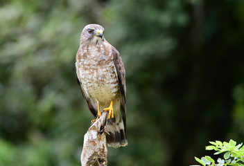 Broad-winged Hawk (Buteo platypterus)