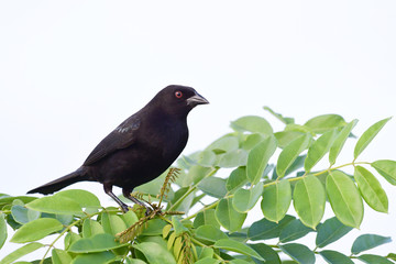 shiny cowbird (Molothrus bonariensis)