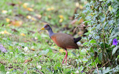 Naklejka premium Grey-necked Wood Rail
